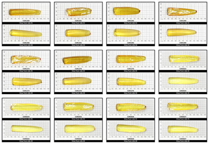 Yellow Topaz #20 Lab Created Corundum Sapphire Faceting Rough for Gem Cutting - Various Sizes - Split Boule