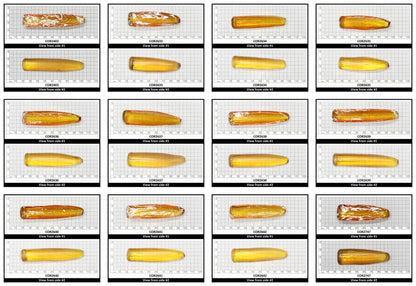 Yellow #21 Lab Created Corundum Sapphire Faceting Rough for Gem Cutting - Various Sizes - Split Boule