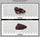 COR2806 - 17 grams