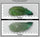 COR2967 - 107 grams - Grade D