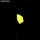 GAG0101 - 1.8 grams - longer glow