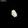 LIN0041 - 6.2 grams
